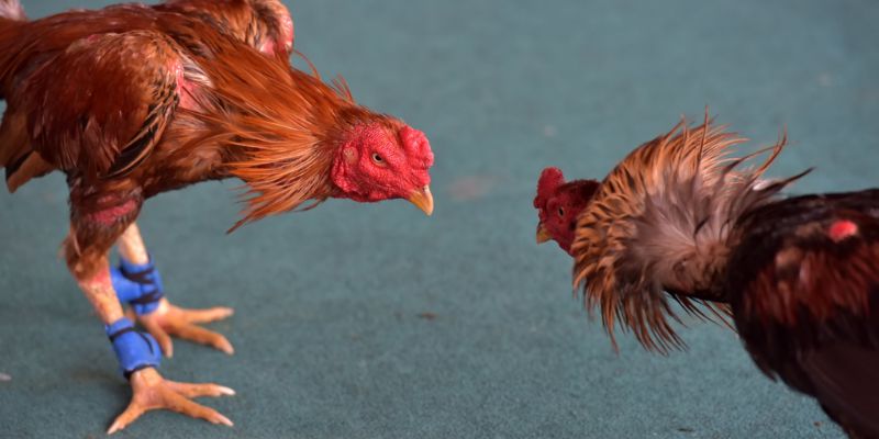 Cách chọn gà chiến