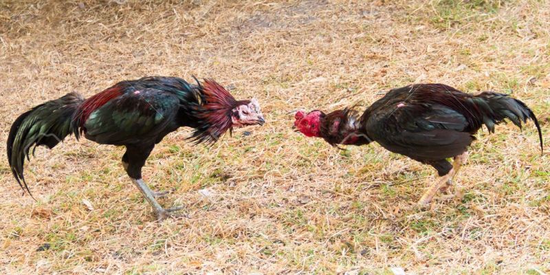 Cách chọn gà chiến